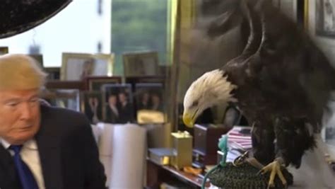 donald trump says he wasn t really scared of feisty eagle