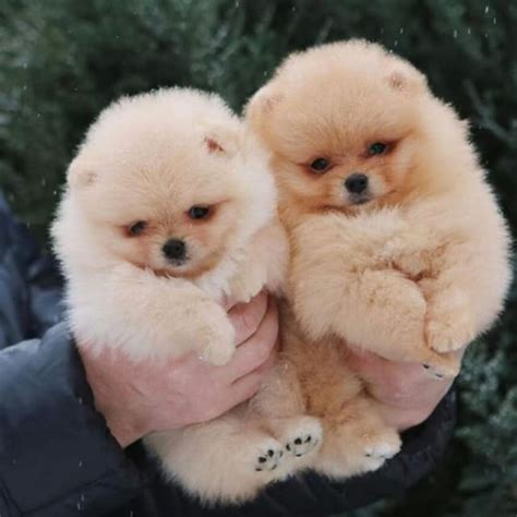 Two Adorable Snowballs From Zooroom1 Pomeranian Puppy Super Cute