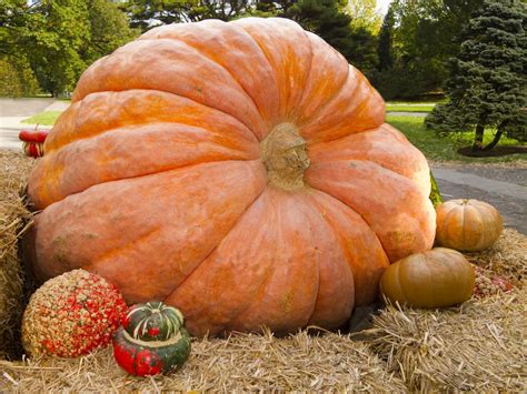 North Americas Largest Pumpkin Weighs 2528 Pounds