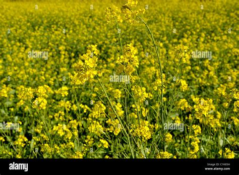 Mustard Cultivation In India Stock Photo Alamy