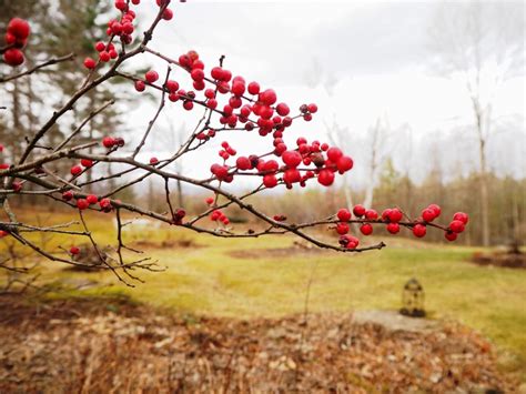 Winterberry A Native Of Lasting Beauty Outdoors