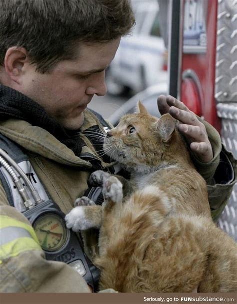 Cat Got Rescued By Firefighter From A Burning Building Funsubstance