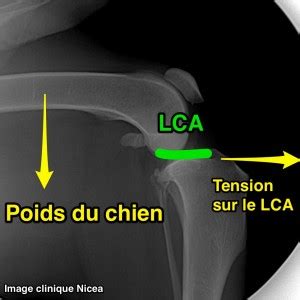 Le ligament croisé antérieur (lca) et le ligament croisé postérieur traitement fonctionnel. La Rupture du Ligament Croisé du Chien et du chat