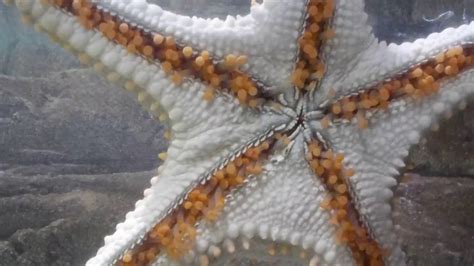 Starfishs Underside At Underwater World Youtube
