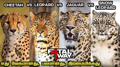 Cheetah Vs Leopard Vs Jaguar Vs Snow Leopard And Differences எது சிறந்த