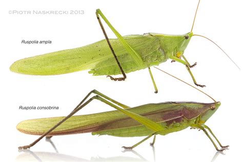 What do praying mantises eat? Mozambique Diary: The fat coneheads of Gorongosa | The ...