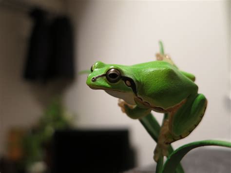 Shallow Focus Photography Of Green Frog Hd Wallpaper Wallpaper Flare