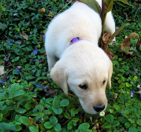 Maybe you would like to learn more about one of these? Stop to Smell | Compared to humans, much of a four legger ...