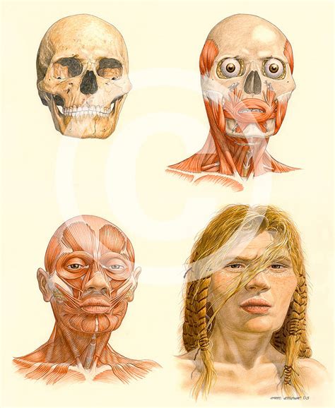 Pin P Archaelogical Facial Reconstructions