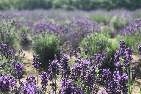 Vote Lavender Pond Farm Best Connecticut Attraction Nominee 2017