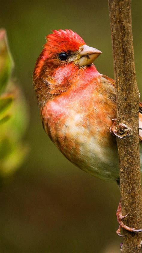 Pin On Birds