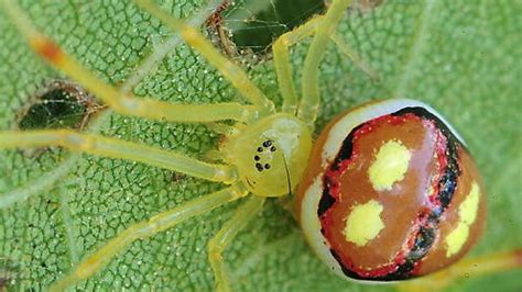 descubren quince nuevas especies de arañas “sonrientes” invdes