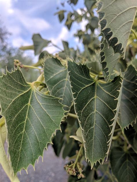 Tilia Henryana Henrys Lime Deepdale Trees