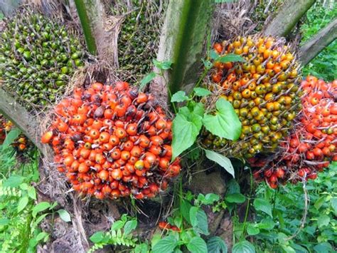 Kelapa merupakan tanaman asli yang bersal dari daerah tropis, yaitu wilayah yang terletak disepanjang garis khatulistiwa. Syarat Tumbuh Tanaman Kelapa Sawit - BUDIDAYAKU