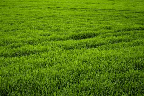 Lush Field Of Grass Wallpaper