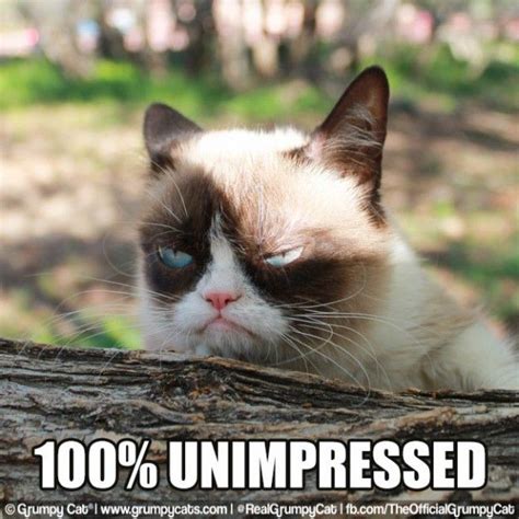 The Daily Grump April Funny Grumpy Cat Memes Grumpy Cat Grumpy Cat Meme