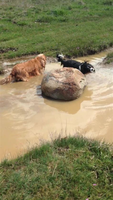 Guess Who Found The Hole Filled With Water Bath Time Next By Chester And Toby Cavalier King