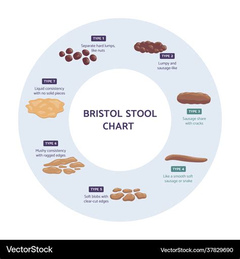 bristol stool chart infographic flat vector illustration isolated on sexiz pix