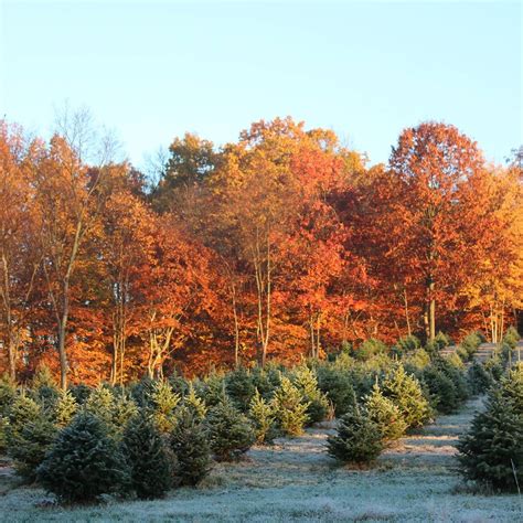 Rodgers Pine Hill Tree Farm Visit Lawrence County Pennsylvania
