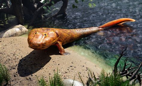 Fossil Fish From Tiktaaliks Time Chose Life In The Water Trendradars