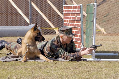 This Amazing Training Technique Helps Military Dogs Learn To Sniff Out