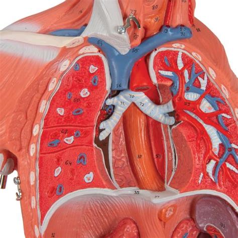 Figura Completa De Doble Sexo Con Músculos Con órganos Internos