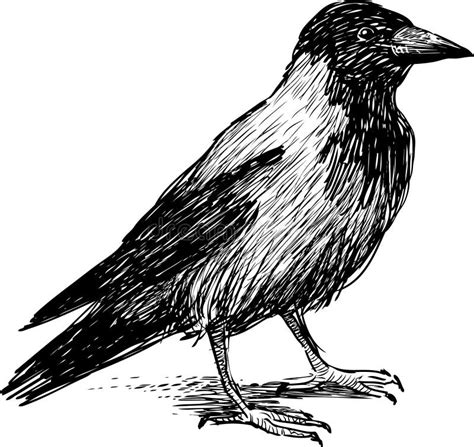 Cuervo Ilustración Del Vector Ilustración De Animal 31292094