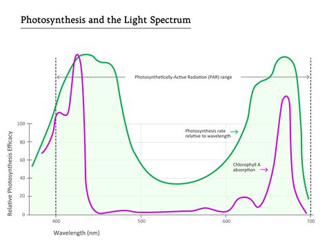 Light Spectrum and Photosynthesis - BoulderLamp, Inc.