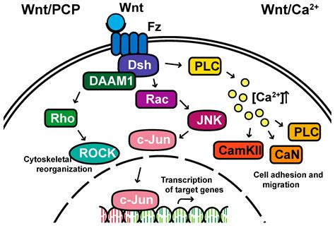 Cells Free Full Text Wnt Signaling In Disease