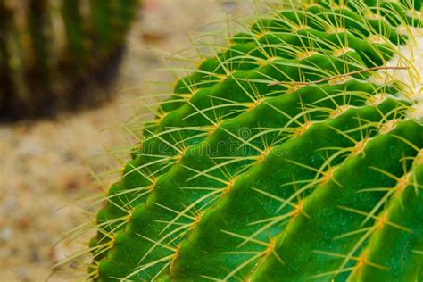 Thorn Texture Stock Image Image Of Cactus Green Flora 15076141