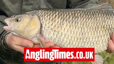 Cheese Paste Bait Brings First ‘seven Chub On Rising River Angling Times