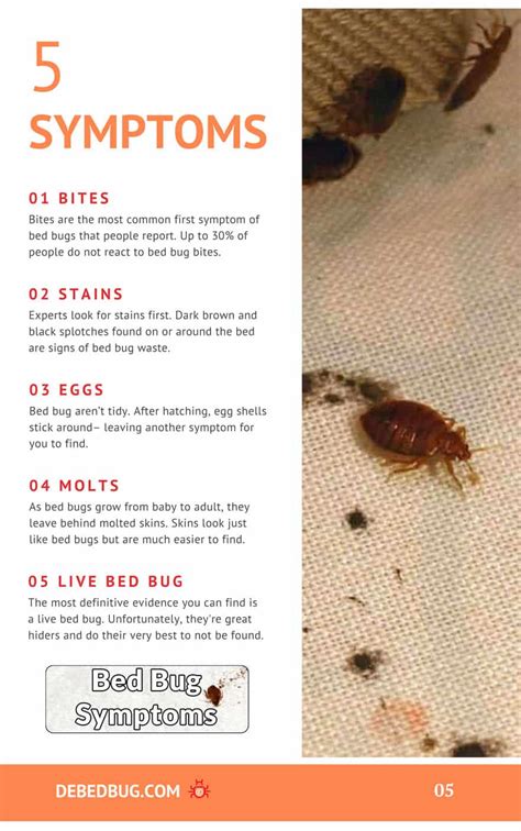 How To Tell If Bed Bugs Best Hotel Bed