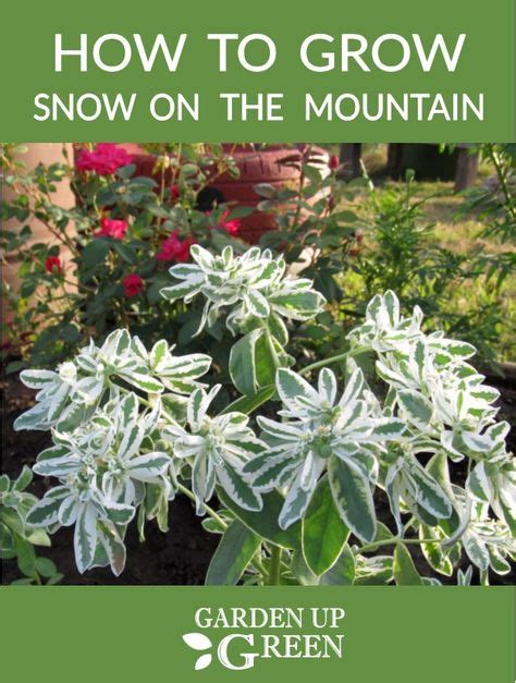 How To Grow Snow On The Mountain Growing Flowers Snow Mountain