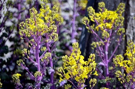 Flowering Kale Free Stock Photo Public Domain Pictures