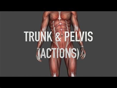 Actions with Muscles: Trunk and Pelvis - Quiz - YouTube