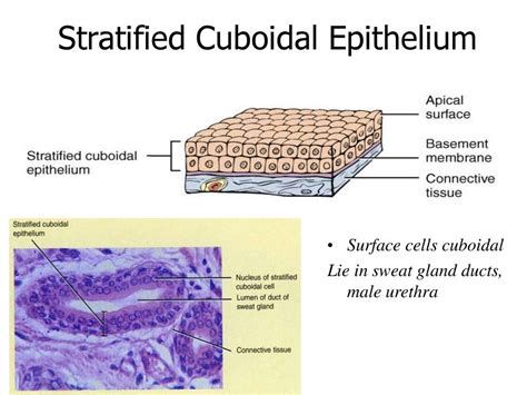Simple Cuboidal Epithelium Apical Surface