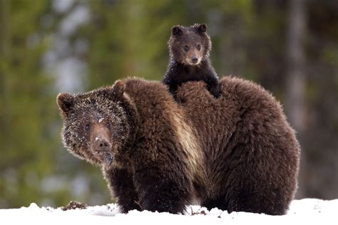 Living In Bear Country Defenders Of Wildlife