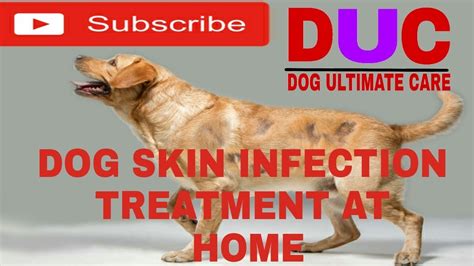Dog Skin Infection Treatment At Home In Home Remedies Dog Ultimate