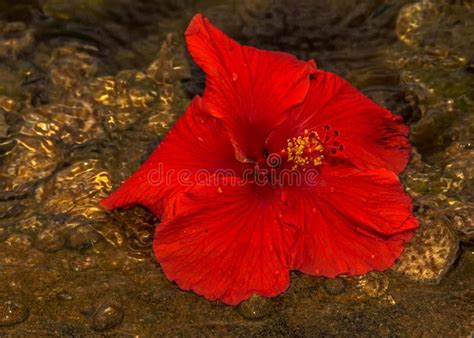 Red Hibiscus Flower In The Water Background Seashells Stock Photo
