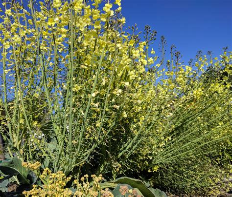 Flowering Broccoli Plant Greg Alders Yard Posts Food Gardening In