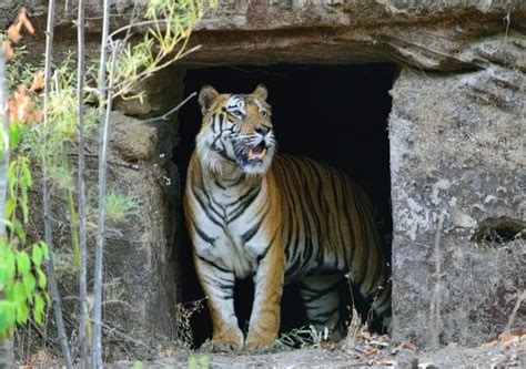 Exploring The Caves Of Bandhavgarh Tiger Reserve My Pets Routine
