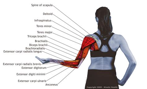 The most common shoulder injuries involve the muscles, ligaments, cartilage, and tendons, rather than the bones. Arm and Shoulder Clinic Hosted by Ithaca College PT ...