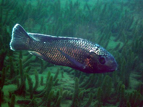 More Fish In Lake Malawi At Risk Of Extinction Wwf