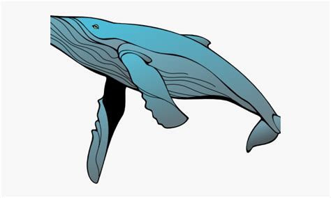 Clipart Whale Baleen Whale Clipart Whale Baleen Whale Transparent Free