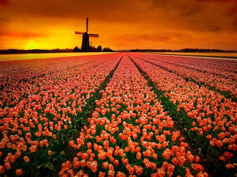 48 Stunning Tulip Fields Photos That Will Inspire You