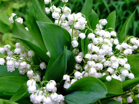 Flower Homes Lily Of The Valley Flowers