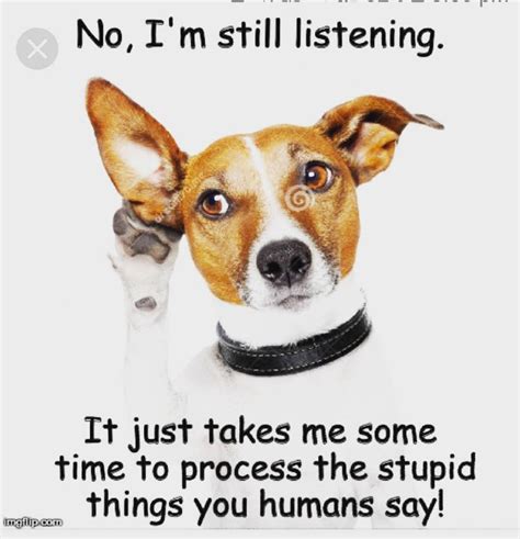 17 Best Jack Russell Memes Page 2 Of 6 Pettime