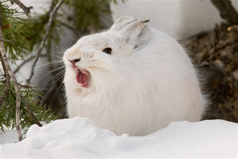 Snowshoe Hare Outdoor Photographer