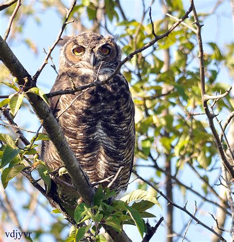 Great Horned Owl A Lucky Find At The Reifel Brid Sanctuary Flickr