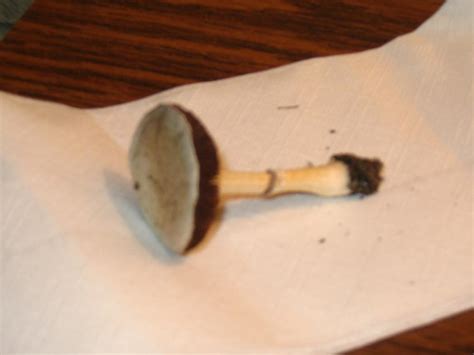 North Carolina Magic Mushrooms Mushroom Hunting And Identification